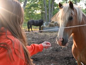 <a href="https://risinglightridge.org/our-programs/animal-assisted-programs">Animal Assisted Programs</a> b74dcd74ec36ffc42eff712886baaae0.jpg